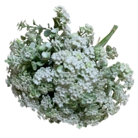 Зелень кольорова С30660, біла №1